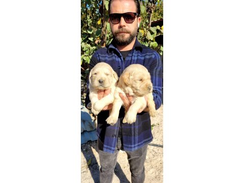 Golden Retriever Bebekler