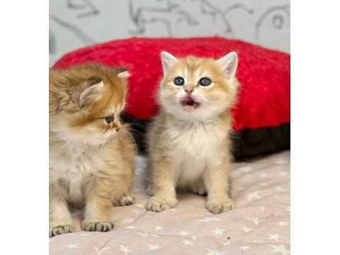 British Longhair Ve Shorthair Golden Yavrular