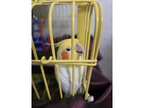 Sultan Papağanı 3 Yaşında Gayet Akıllı Konuşuyor