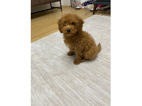 Aşıları Tam 80 Günlük Toy Poodle