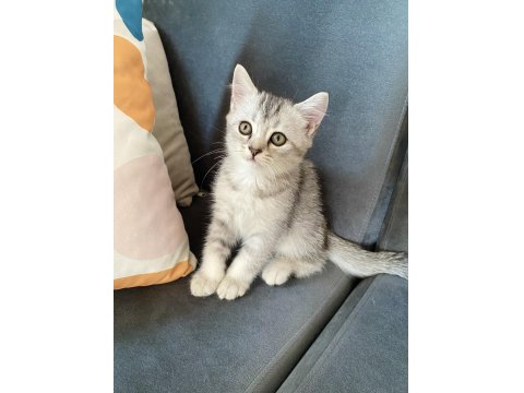 British Shorthair Ve Longhair Safkan Yuvarlak Kafa Bebekler
