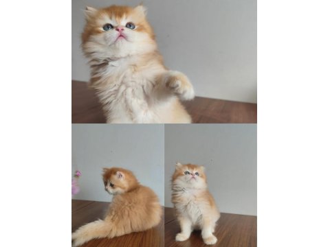 Prens Kedimize Yuva Arıyoruz