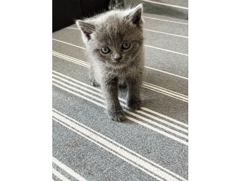 Yavru Kedileri Ve Anneyi Mama Karşılığı Sahiplendiriyoruz