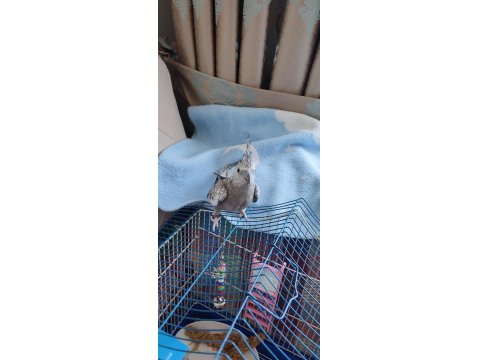 1 Yaşında Erkek Sultan Papağanı