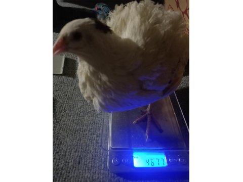 Teksas Bıldırcını Yumurtlar Vaziyette