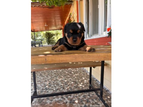 A Kalite Macar Kafa Rottweiler Bebek Köpekler
