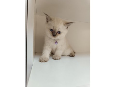 Scottish Straight Dişi Yavrum