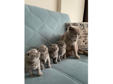 Orjinal Safkan Scottish Fold