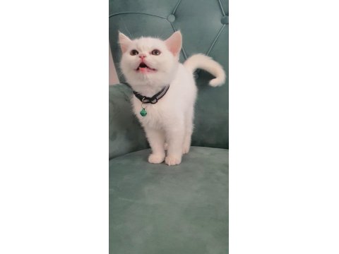 British Shorthair Kedilerimiz