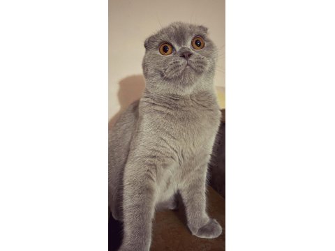 Anne Ve Kızı Kedilerimiz