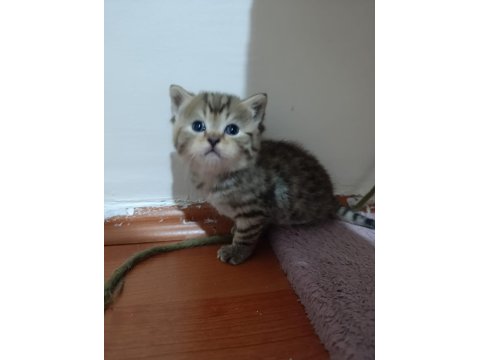 British Shorthair Kardeşler Yuva Arıyor
