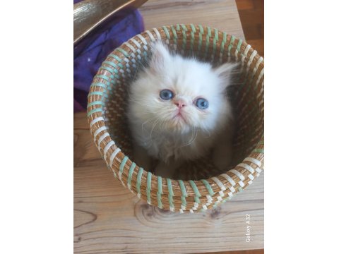 Pamuk Chinchilla Bebek Kediler