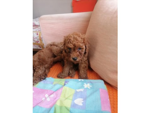 50 Günlük Tea Cup Toy Poodle Bebeklerim