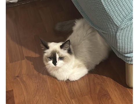 7 Aylık Anne Baba Şecereli Evcil Erkek Ragdoll Kedimiz