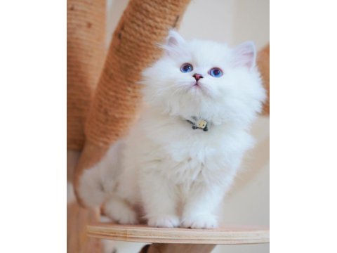 İpeksi Tüylü Silver British Longhair