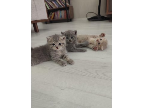 Yavru Kedilerimize Yuva Arıyoruz