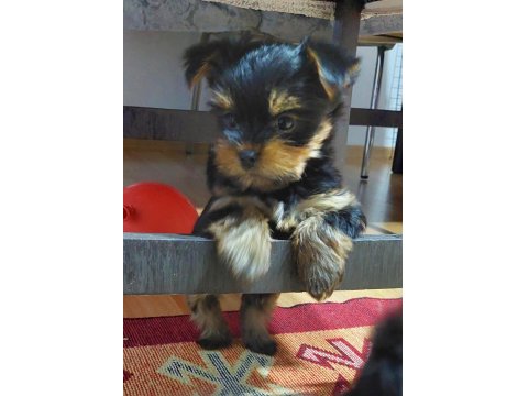 Tea Cup A Şecere 1,5 Kg Garantili Yorkshire Terrier