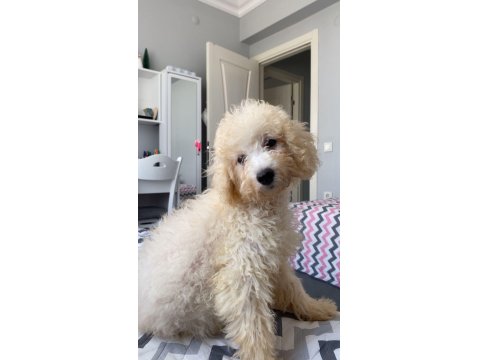 Poodle Yavru Köpeğimiz