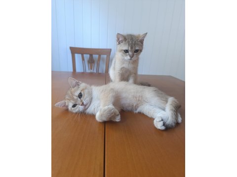 British Shorthair Yavrular 3 Aylık