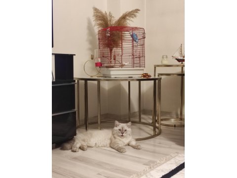 4 Aylık Kedimi Sahiplendireceğim