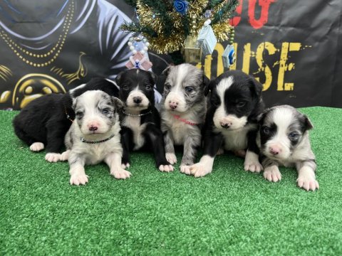Safkan Border Collie Irk Garantili Yavru Köpekler