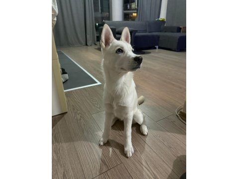 Oyuncu Beyaz Yavru Husky