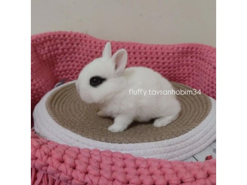 Sürme Göz - Cüce Tavşan Hotot