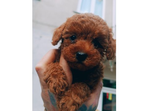 Red Brown Toy Poodle