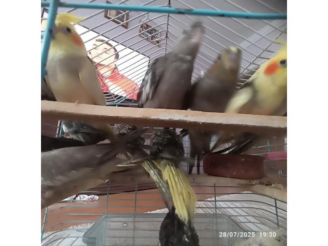 Ele Alışkın 2 Aylık Erkek Dişi Wifi Grey Piet Kuşlar Mevcuttur