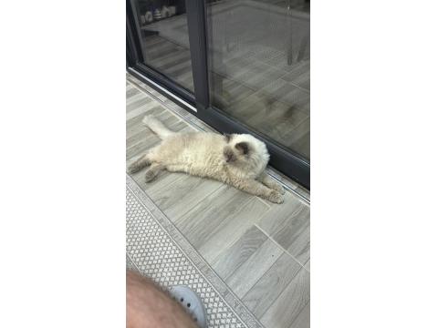 Blue Point British Longhair Ücretsiz Sahiplendirilecek