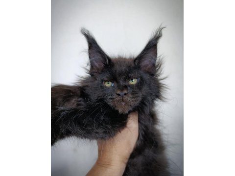 Harika Sağlıklı Yavru Maine Coon Kedimiz