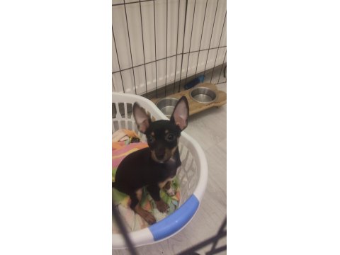 3 Aylık Minyatür Pinscher
