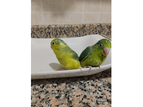 El Besleme Bebek Forpus