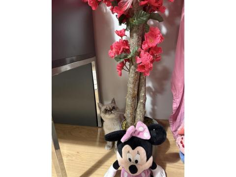 Blue Point Dişi Yavru Kedimiz