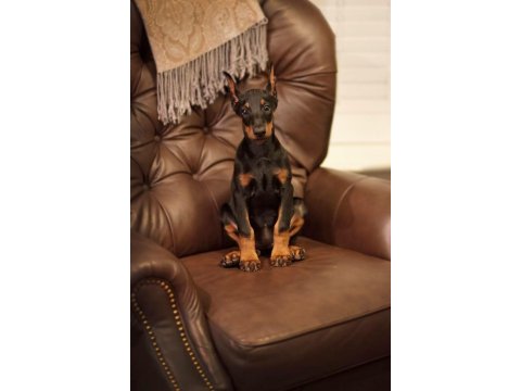 Ekmek Elden Su Gölden Doberman