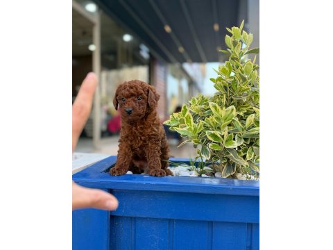 Safkan Mini Poodle Yavrularım
