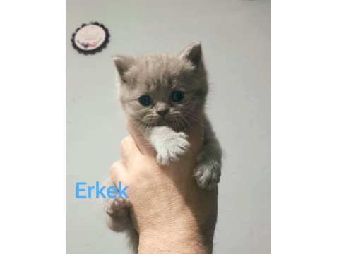 2 Aylık British Shorthair Pluepoint Yavrularım