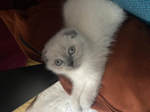 Sahiplendirme Maviş Gözlü Scottish Fold