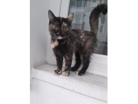 2.5 Aylık Güzellik Kedimiz Yuva Arıyor