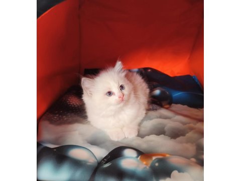 Derin Gözlü Ragdoll Kedimiz