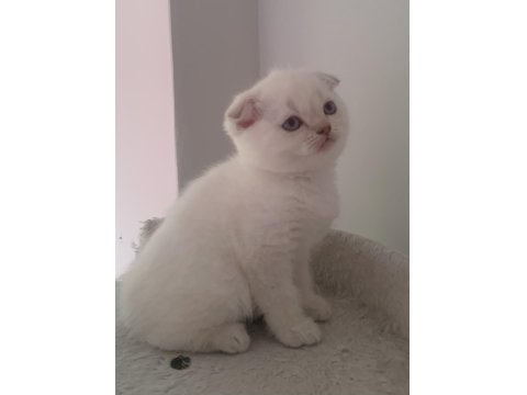 Güzeller Güzeli Yavru Kediler