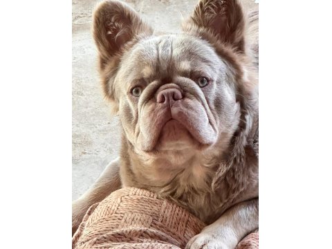 Dünyalar Güzeli French Bulldog Yavrularımız