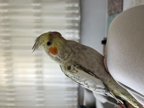 Evcil Sultan Papağanımız