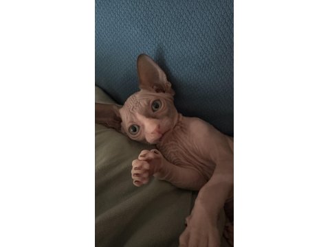 Sfenks Yavru Kedilerim