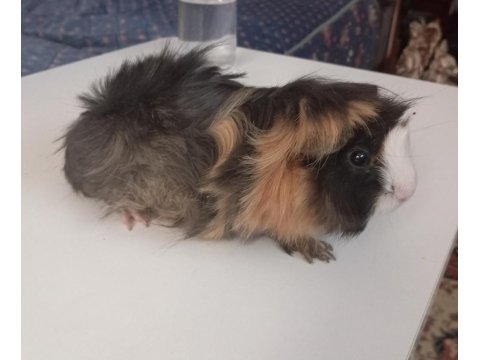 5 Aylık Dişi Ginepig