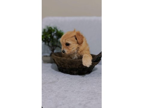 Küçük Kalan Büyümeyen Maltipoo Yavruları
