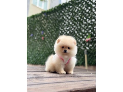 Dişi Ve Erkek Pomeranian Yavrularım