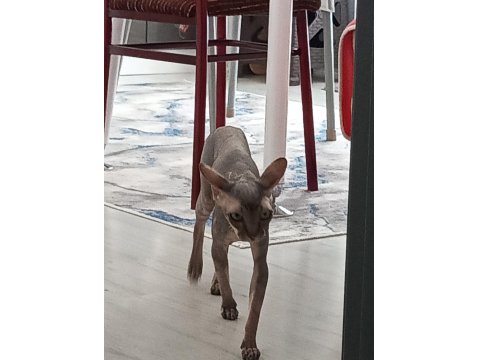 Sfenks Dişi 1.5 Yaş Acil