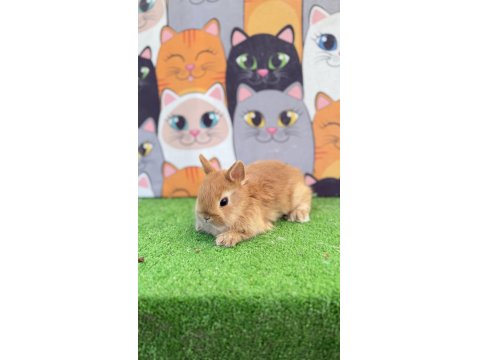 Cüce Tavşan Yavruları Gönderim Yapılır