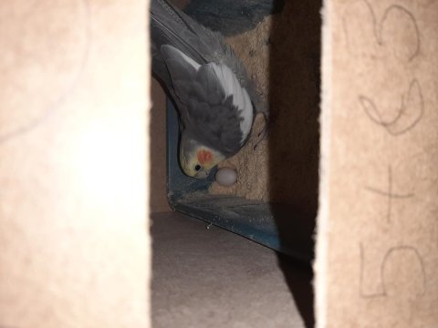 Seri Üretim Çift Sultan Papağanı